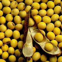 Producers of rapeseed and soybeans can lose markets