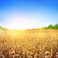 УКАБ пропонує створити колегіальний орган для вирішення проблем запровадження ринку землі