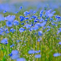 The UCAB Association calls to abolish export custom’s tariffs for flax and false flax’s seeds