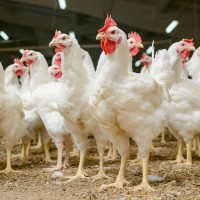 курятина виробники яєць