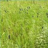 Врожайність кукурудзяного силосу, сінажу 