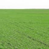 20% of agricultural lands in Ukraine can stay not sown