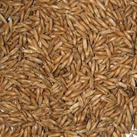 Урожай овса в Украине может вырасти на 12%