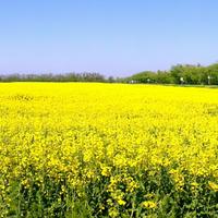 Дослідження селекційної програми ріпаку у рамках III  Медіа Клубу DuPont Pioneer