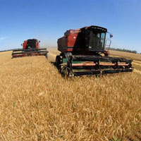 большой урожай зерна