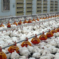 Птицеферма сжиженный газ укаб всеукраинский аграрный форум