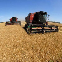 китай урожай укаб зерно