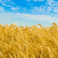 экспорт зерна укаб