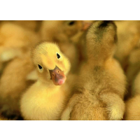 В Черниговской области построят крупную утиную ферму