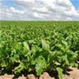 Аграрии начали уборку сахарной свеклы