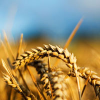 большая часть аграриев считает нецелесообразным увеличивать производственные затраты