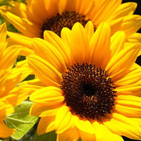 Цены подсолнечник продолжают расти - Госвнешинформ