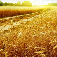 Ситуація на ринку зерна