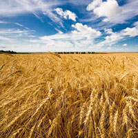 Витрати на осінньо-польову кампанію склали понад 48,3 млрд грн