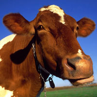 Рентабельность производства животноводческой продукции составит 15,8%