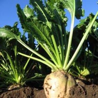 Аграрии собрали 13,5 млн тонн сахарной свеклы