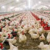 Бахматюк закриває дві птахофабрики на Донбасі