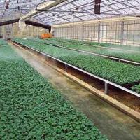 В создание тепличного комплекса в Украине китайцы вложат $2,5 млн