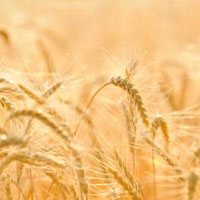 Украина получила нового аграрного министра