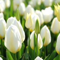 Привітання з Міжнародним жіночим днем