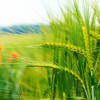 Будущее украинского АПК за агрохолдингами - мнение