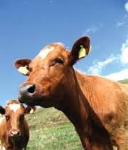 Депутати дозволили ідентифікацію тварин за кошт населення 