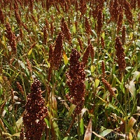 Україна знаходиться на 4 місці в світі за обсягами експорту сорго