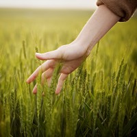 День працівника сільського господарства