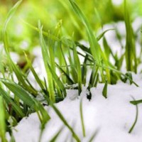 озимі зернові 2017 стан прогноз 