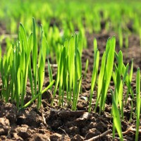 озимі культури