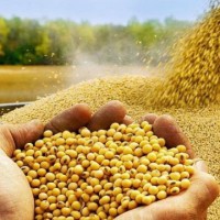 7403-д олійні правки експортне ПДВ