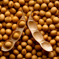 Мінфін підтвердив право аграріїв на відшкодування ПДВ при експорті олійних культур