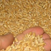 Рекордный урожай принес аграриям убытки