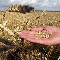 BASF та IFC розпочинають спільну освітню програму для аграріїв