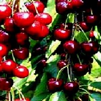 Рання черешня з'явилася на ринках України