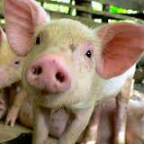 Пока импортеры бегут от девальвации, украинские свиноводы зарабатывают