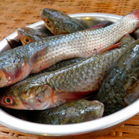 Украинские рыбопромышленники потеснили импортеров с помощью девальвации и таможни