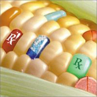 Український парламент може спростити реєстрацію ГМО