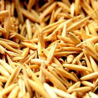 Без повернення ПДВ виробництво вівса в Україні стане збитковим, - УКАБ