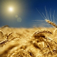 Поточна ситуація в агросекторі