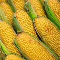 Украина в 2014/2015 МГ увеличила поставки кукурузы в Китай в 5,4 раза - эксперт